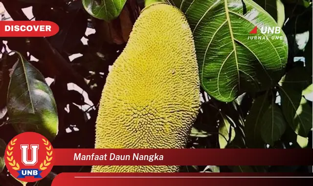 manfaat daun nangka