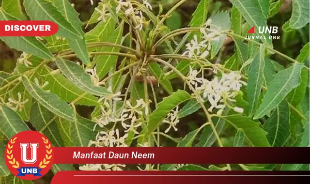 manfaat daun neem