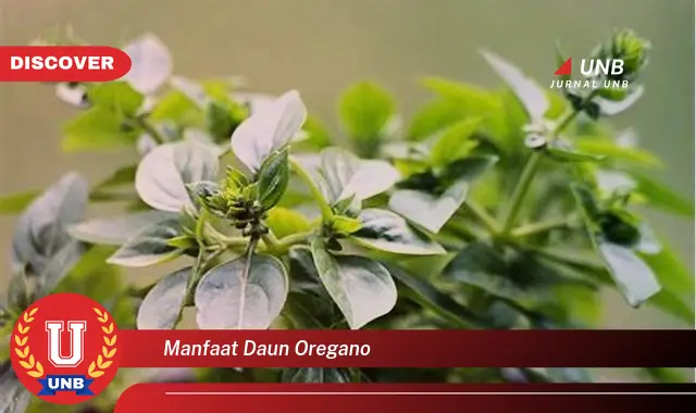 Ketahui 9 Manfaat Daun Oregano untuk Kesehatan, Dari Antioksidan hingga Anti,inflamasi