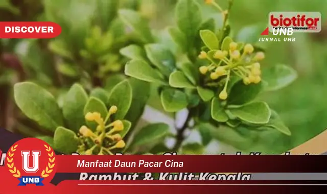 manfaat daun pacar cina