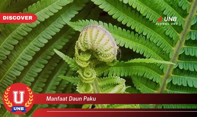 Ketahui 10 Manfaat Daun Paku untuk Kesehatan dan Kecantikan Anda