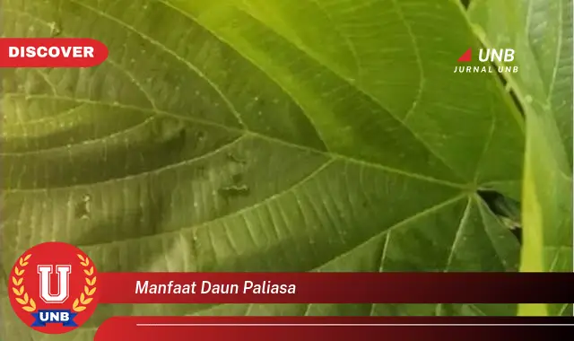 manfaat daun paliasa