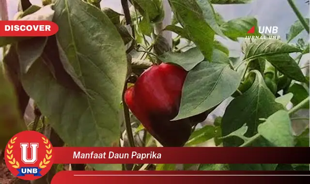 manfaat daun paprika