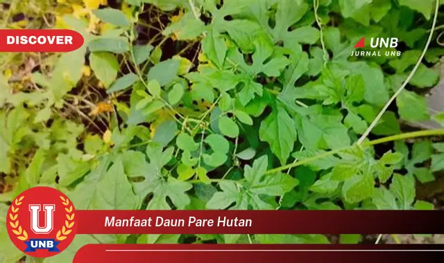 manfaat daun pare hutan