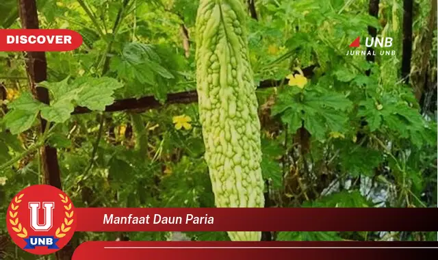 Ketahui 10 Manfaat Daun Paria untuk Kesehatan Anda | Tips dan Resep