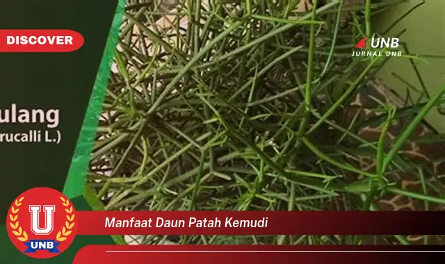 Ketahui 10 Manfaat Daun Patah Kemudi untuk Kesehatan Anda