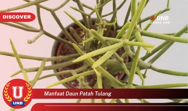 Ketahui 10 Manfaat Daun Patah Tulang untuk Kesehatan dan Pengobatan Tradisional