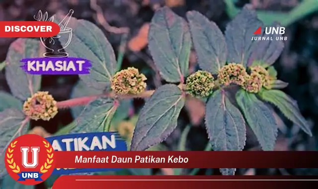 Ketahui 10 Manfaat Daun Patikan Kebo untuk Kesehatan Tubuh Anda