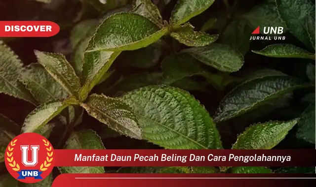 Ketahui 8 Manfaat Daun Pecah Beling untuk Kesehatan dan Cara Mengolahnya dengan Mudah