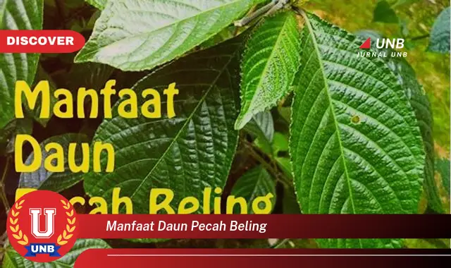 Ketahui 10 Manfaat Daun Pecah Beling untuk Kesehatan Anda