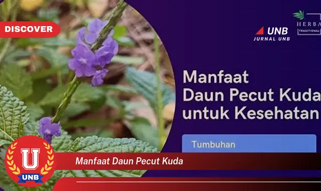 Ketahui 8 Manfaat Daun Pecut Kuda untuk Kesehatan Anda