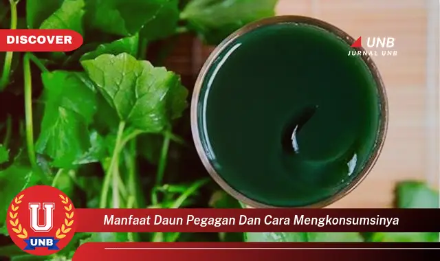 Ketahui 9 Manfaat Daun Pegagan dan Cara Mengkonsumsinya untuk Kesehatan Tubuh Anda