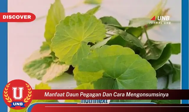 Ketahui 8 Manfaat Daun Pegagan untuk Kesehatan dan Cara Mengonsumsinya dengan Tepat