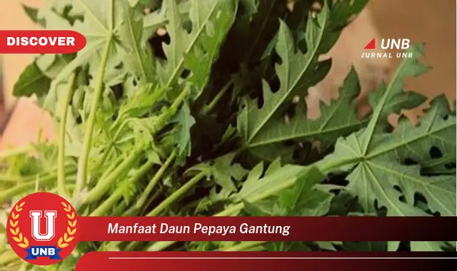 manfaat daun pepaya gantung