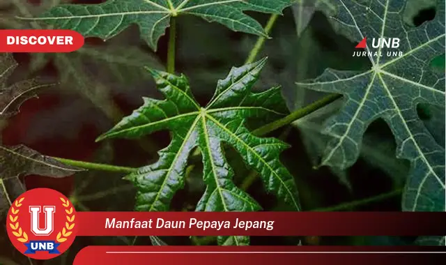 manfaat daun pepaya jepang