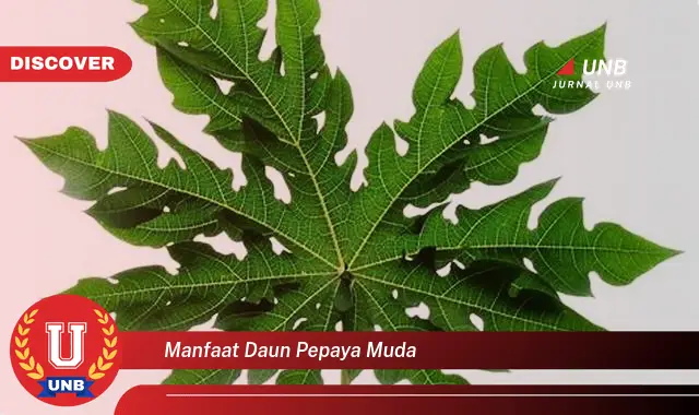 manfaat daun pepaya muda