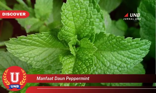 Ketahui 8 Manfaat Daun Peppermint untuk Kesehatan, Kecantikan, dan Lainnya