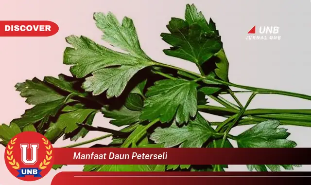 manfaat daun peterseli