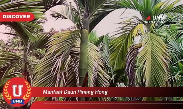 manfaat daun pinang hong