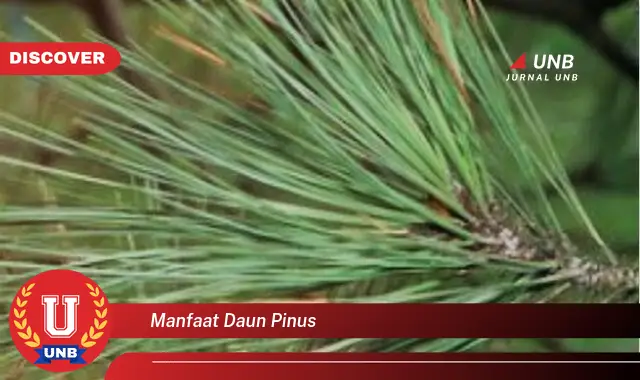 Ketahui 10 Manfaat Daun Pinus untuk Kesehatan, Kecantikan, dan Rumah Tangga