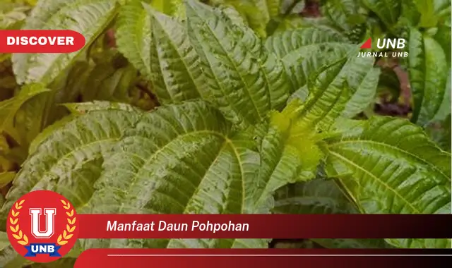 manfaat daun pohpohan