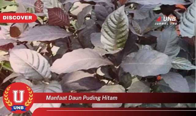 manfaat daun puding hitam