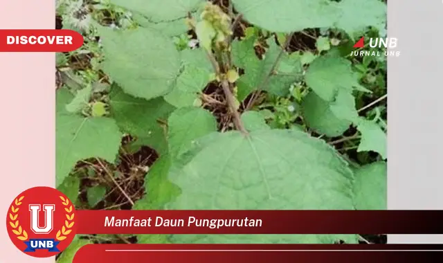 manfaat daun pungpurutan