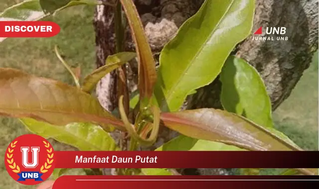 Ketahui 10 Manfaat Daun Putat untuk Kesehatan dan Kecantikan