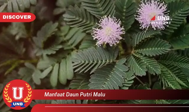 manfaat daun putri malu