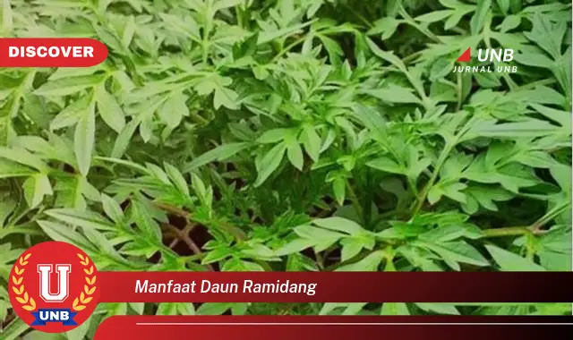 manfaat daun ramidang