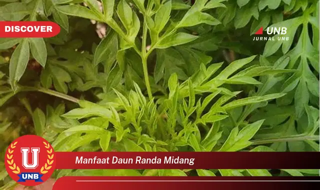 manfaat daun randa midang