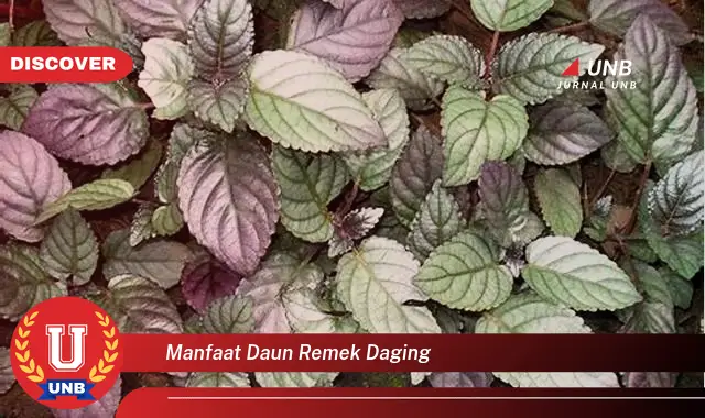 Ketahui 9 Manfaat Daun Remek Daging untuk Kesehatan Tubuh Anda