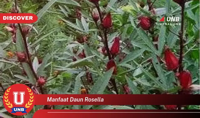 manfaat daun rosella