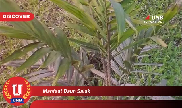 manfaat daun salak