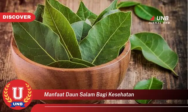 manfaat daun salam bagi kesehatan