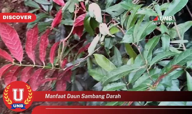 manfaat daun sambang darah