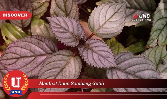 manfaat daun sambang getih