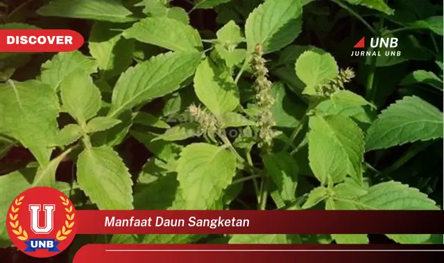 manfaat daun sangketan