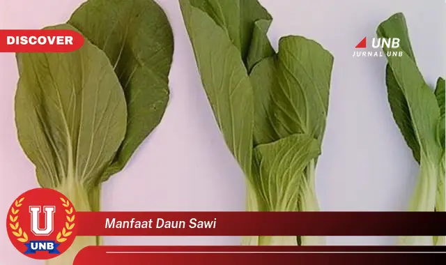 manfaat daun sawi