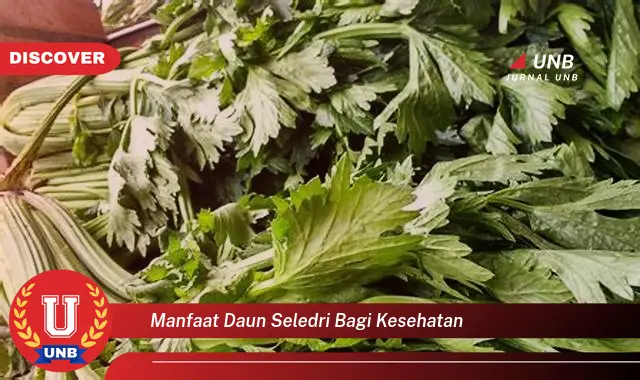 Ketahui 10 Manfaat Daun Seledri bagi Kesehatan, Turunkan Tekanan Darah, Atasi Peradangan, dan Lainnya