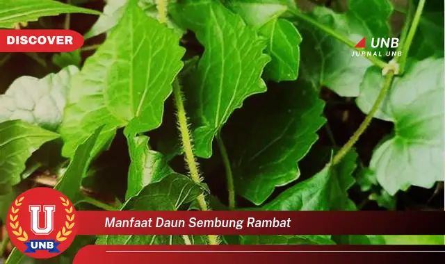 Ketahui 10 Manfaat Daun Sembung Rambat untuk Kesehatan dan Kecantikan