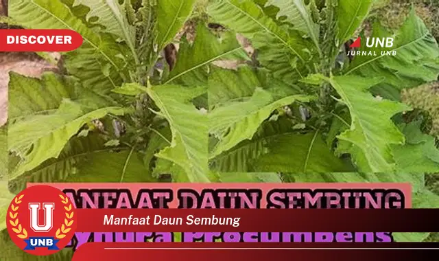 manfaat daun sembung