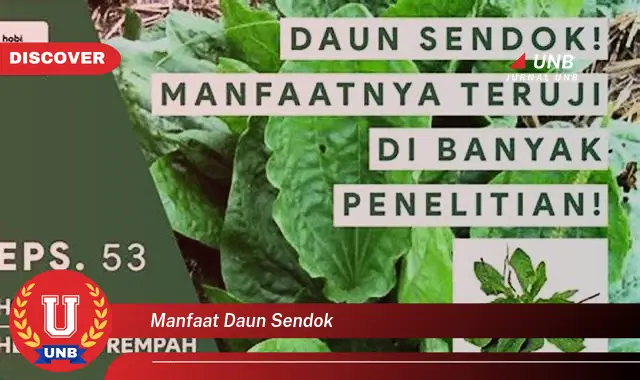 manfaat daun sendok