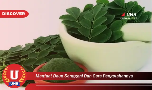 manfaat daun senggani dan cara pengolahannya