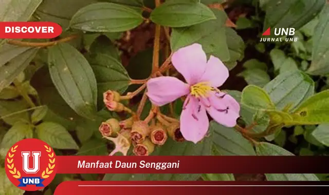 Ketahui 9 Manfaat Daun Senggani untuk Kesehatan, Kecantikan, dan Cara Penggunaannya