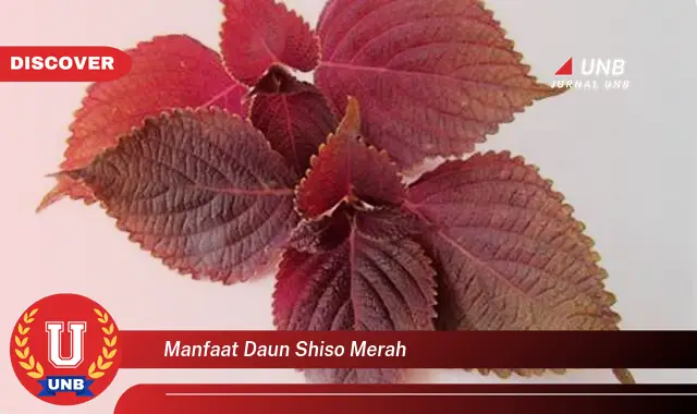 Ketahui 10 Manfaat Daun Shiso Merah untuk Kesehatan dan Kecantikan