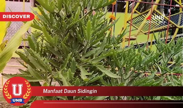 Ketahui 9 Manfaat Daun Sidingin untuk Kesehatan dan Kecantikan