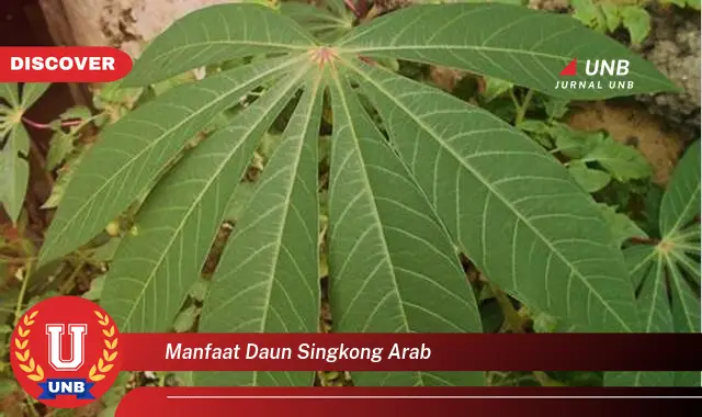 Ketahui 10 Manfaat Daun Singkong Arab untuk Kesehatan Tubuh Anda