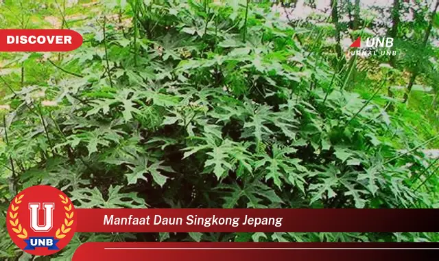 manfaat daun singkong jepang