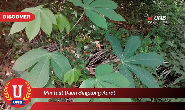 Ketahui 9 Manfaat Daun Singkong Karet untuk Kesehatan dan Kecantikan